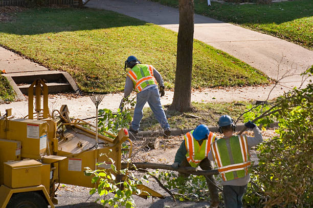 Best Storm Damage Tree Cleanup  in Kermit, TX